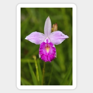 Bamboo Orchid Sticker